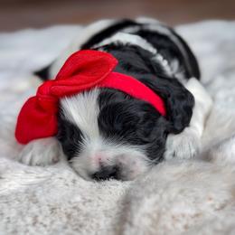 Red collar - Fluffy - Black and white female Cockapoo puppy in Mt Bethel, Pennsylvania from Stasia’s Cutiepoos