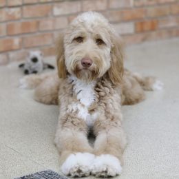 Izzy - Goldendoodle