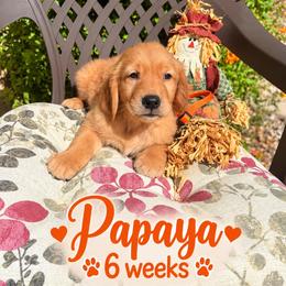 Orange Papaya - Dark golden male Golden Retriever puppy in Apple Valley, California from Frankly Golden