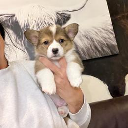 Boy 1 - Black and tan male Pembroke Welsh Corgi puppy in Chino Valley, Arizona from Blecker Kennel