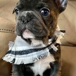 Bulldogs and French Bulldogs from Upstate NY French & English Bulldogs