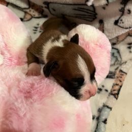 Boxer Puppies from Teressa's Boxers