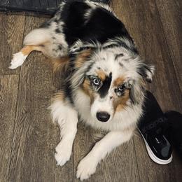 Presley  - Miniature Australian Shepherd