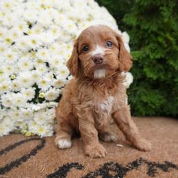 Jolie - Red and white female Cockapoo puppy in Shipshewana, Indiana from Home Raised Cockapoos