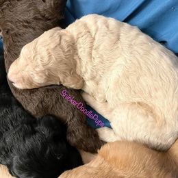 Goldendoodle and Poodle Puppies from SnickerDoodlePups