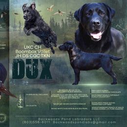 Dux - Labrador Retriever