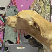 Sunny - Mountain Cur