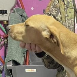 Sunny - Mountain Cur