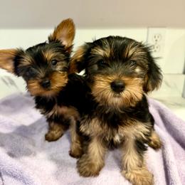 Dani - Black and tan female Yorkshire Terrier puppy in Southfield, Michigan from Yorkies for Life