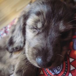 Dachshund Puppies from Harris Hugs and Wiener Wiggles