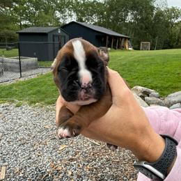Green - Fawn male Boxer puppy in Jamesville, New York from Reynolds Homestead Boxers