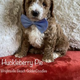 Huckleberry Pie - Red  Goldendoodle puppy in Wilmington, North Carolina from Wrightsville Beach GoldenDoodles