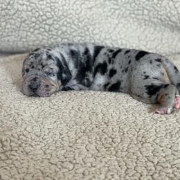 Merle Tan Point - Merle male Great Dane puppy in Kimball, Michigan from Starlight Danes