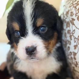 Dot - Tri-color male Bernese Mountain Dog puppy in Yuciapa, California from AlltheDoodlez_