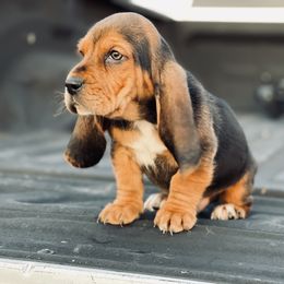 Basset Hound Puppies from Central Kentucky Basset Hounds
