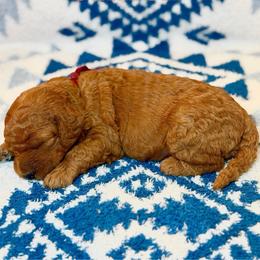 Saffron - Red  female Goldendoodle puppy in Houston, Texas from Golden Life Doodles