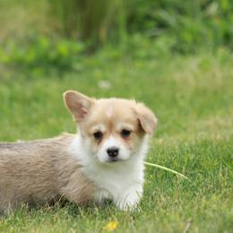 Girl 3 - Sable female Pembroke Welsh Corgi puppy in Williams, California from Bear Creek Corgis