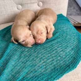 Boy 1 - Cream male Dachshund puppy in Mc Donough, Georgia from Hot Diggity Doxies