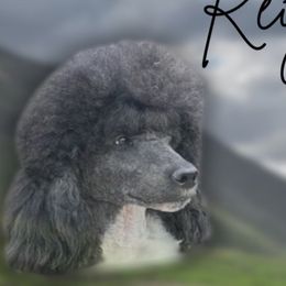 Reign - Poodle