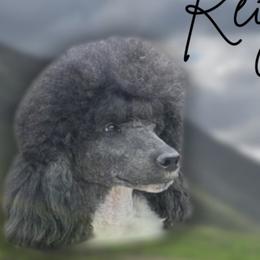 Reign - Poodle