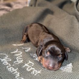Jett - Black and tan male Dachshund puppy in Barstow, California from Kindle & Burrow Dachshunds