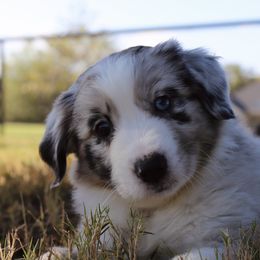 Rave - Blue merle female Australian Shepherd puppy in Weatherford, Texas from Ridgestar Aussies