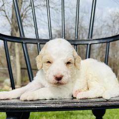 Moose Tracks - Parti male Pyredoodle puppy in Bowling Green, Ohio from FDF Pyredoodles & Bernedoodles