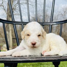 Moose Tracks - Parti male Pyredoodle puppy in Bowling Green, Ohio from FDF Pyredoodles & Bernedoodles