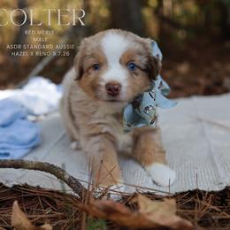 Colter- Red Merle Male - Red merle male Australian Shepherd puppy in Nacogdoches, Texas from TK Standard, Mini, & Toy Aussies