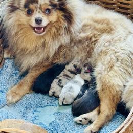 Chai - Guardian Home Opportunity - Chocolate merle female Pomeranian puppy in Canandaigua, New York from Fingerlakes Pomeranians