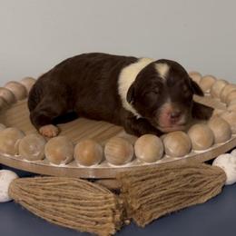 Sunflower - Brown and white female Aussiedoodle puppy in Cartersville, Georgia from Simply Blessed Doodles