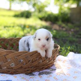 Girl 1 - Blue merle female Australian Shepherd puppy in Bagley, Iowa from Diamond M Aussies