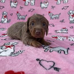 Isabella and Tan - Topaz Boy - Fawn (Isabella) male Dachshund puppy in Knoxville, Tennessee from Over The Moon Minis