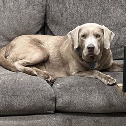 Gunner - Labrador Retriever