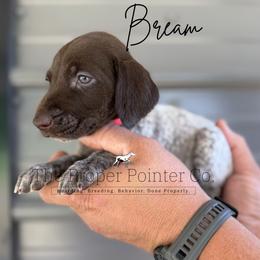 Bream - Liver roan female German Shorthaired Pointer puppy in Six Mile, South Carolina from The Proper Pointer Co.