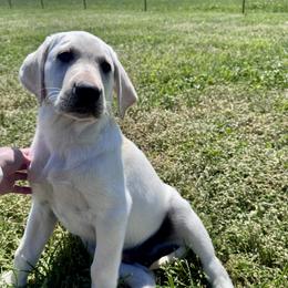 Blue Collar - Yellow male Labrador Retriever puppy in Nevada, Missouri from CKB Labradors