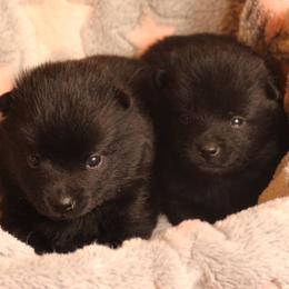 Schipperke Puppies from Walking Hart Schipperkes