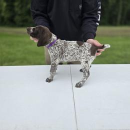 German Shorthaired Pointer Puppies from Lauren Walton
