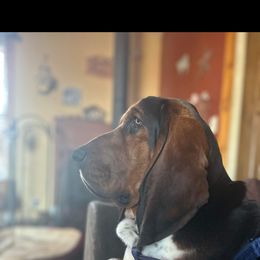 Elvis - Basset Hound