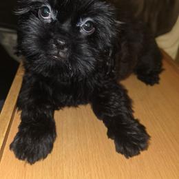 Echo - Black female Shih Tzu puppy in Englewood, New Jersey from Sincerely Paws