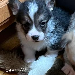 Chateau - Black and tan female Pembroke Welsh Corgi puppy in Vernal, Utah from Bingo's Kennel