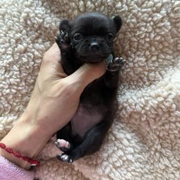 Girl 6000 - Black female Chihuahua puppy in Miami, Florida from Natalias Tiny Chihuahuas