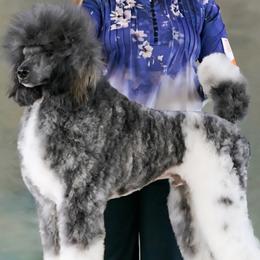 Poodle puppies from Aura & Luxe Poodles