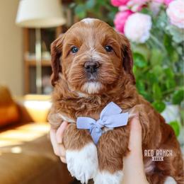 Sprout - Red  male Goldendoodle puppy in Salado, Texas from Red Ranch Dogs