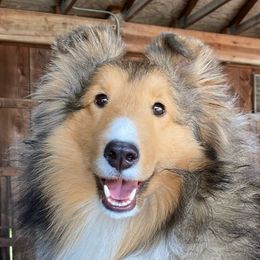 Selene - Shetland Sheepdog