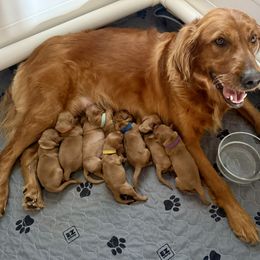 Girl 2 - female Golden Retriever puppy in Waterford, Pennsylvania from Creek Flats Retrievers