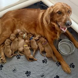 Girl 2 - female Golden Retriever puppy in Waterford, Pennsylvania from Creek Flats Retrievers