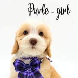 Purle - Caramel red female Australian Labradoodle puppy in Estacada, Oregon from Pine Lodge Labradoodles