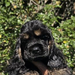 Cocker Spaniel puppies from D&D Hill Country Cockers and Chihuahuas