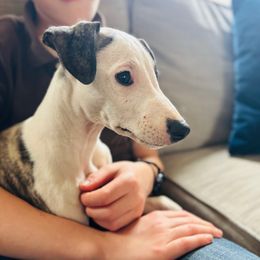 Stuart - Whippet puppy from Smithfield Park